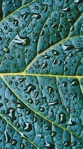 Preview wallpaper leaf, veins, drops, wet, macro, green