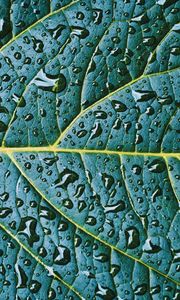 Preview wallpaper leaf, veins, drops, wet, macro, green