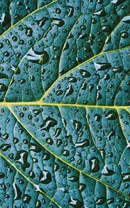 Preview wallpaper leaf, veins, drops, wet, macro, green