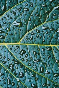 Preview wallpaper leaf, veins, drops, wet, macro, green