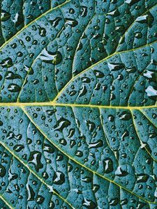 Preview wallpaper leaf, veins, drops, wet, macro, green