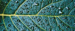 Preview wallpaper leaf, veins, drops, wet, macro, green