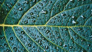 Preview wallpaper leaf, veins, drops, wet, macro, green