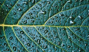 Preview wallpaper leaf, veins, drops, wet, macro, green