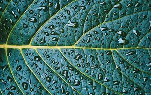 Preview wallpaper leaf, veins, drops, wet, macro, green