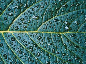 Preview wallpaper leaf, veins, drops, wet, macro, green