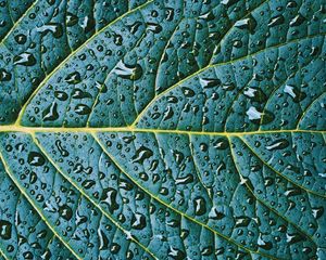 Preview wallpaper leaf, veins, drops, wet, macro, green