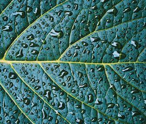 Preview wallpaper leaf, veins, drops, wet, macro, green