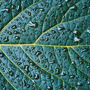 Preview wallpaper leaf, veins, drops, wet, macro, green