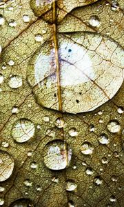 Preview wallpaper leaf, veins, drops