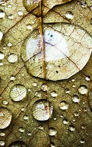 Preview wallpaper leaf, veins, drops