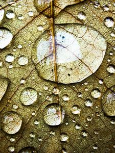 Preview wallpaper leaf, veins, drops