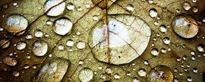 Preview wallpaper leaf, veins, drops