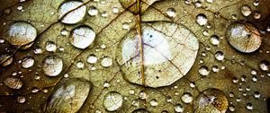 Preview wallpaper leaf, veins, drops