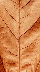 Preview wallpaper leaf, veins, dry, macro