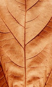 Preview wallpaper leaf, veins, dry, macro