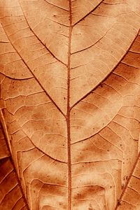 Preview wallpaper leaf, veins, dry, macro