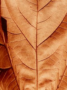 Preview wallpaper leaf, veins, dry, macro