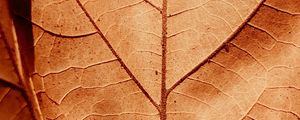 Preview wallpaper leaf, veins, dry, macro