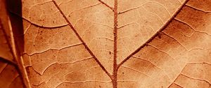 Preview wallpaper leaf, veins, dry, macro