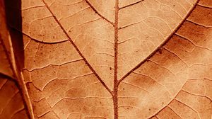 Preview wallpaper leaf, veins, dry, macro