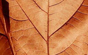 Preview wallpaper leaf, veins, dry, macro