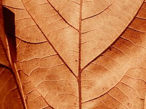 Preview wallpaper leaf, veins, dry, macro