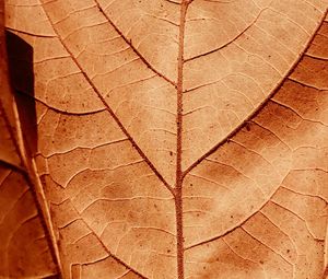 Preview wallpaper leaf, veins, dry, macro