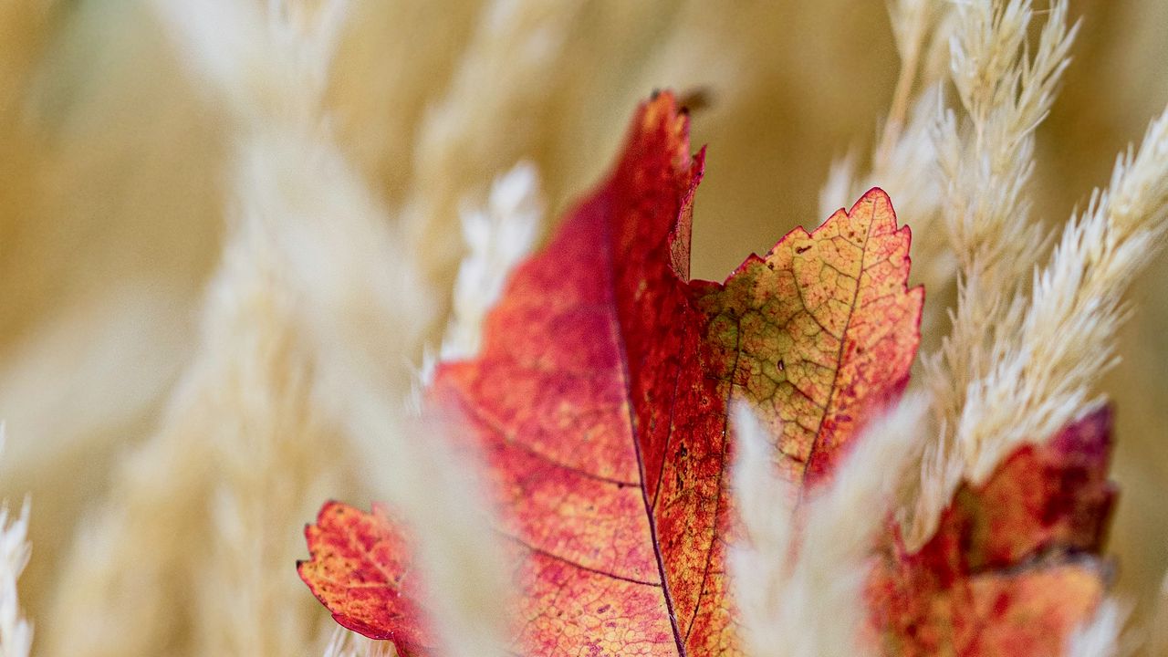 Wallpaper leaf, veins, ears, autumn