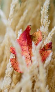 Preview wallpaper leaf, veins, ears, autumn