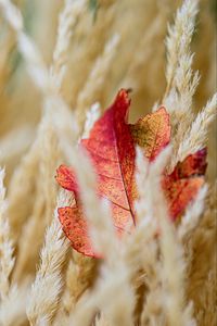 Preview wallpaper leaf, veins, ears, autumn