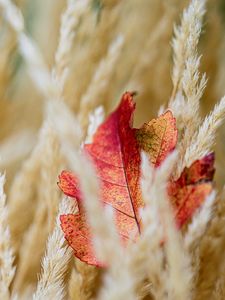 Preview wallpaper leaf, veins, ears, autumn