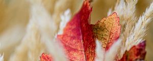 Preview wallpaper leaf, veins, ears, autumn