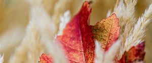 Preview wallpaper leaf, veins, ears, autumn