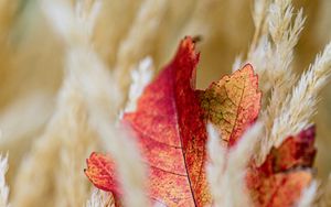 Preview wallpaper leaf, veins, ears, autumn