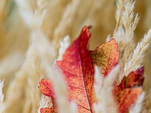 Preview wallpaper leaf, veins, ears, autumn