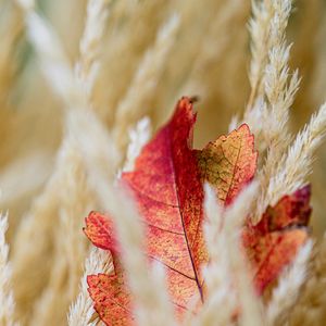 Preview wallpaper leaf, veins, ears, autumn