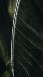 Preview wallpaper leaf, veins, frost, macro, green