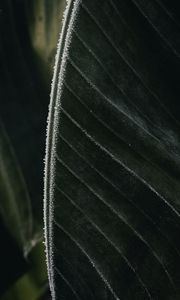 Preview wallpaper leaf, veins, frost, macro, green