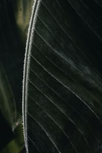 Preview wallpaper leaf, veins, frost, macro, green