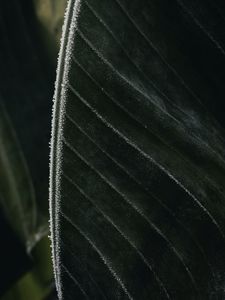 Preview wallpaper leaf, veins, frost, macro, green