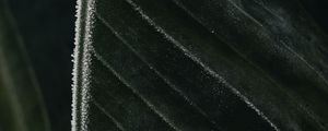 Preview wallpaper leaf, veins, frost, macro, green
