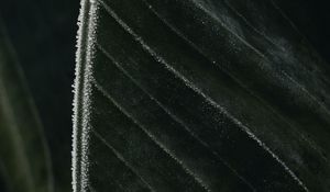Preview wallpaper leaf, veins, frost, macro, green