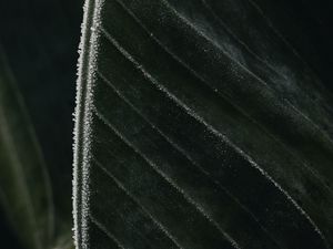 Preview wallpaper leaf, veins, frost, macro, green