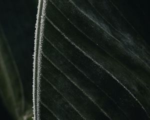 Preview wallpaper leaf, veins, frost, macro, green