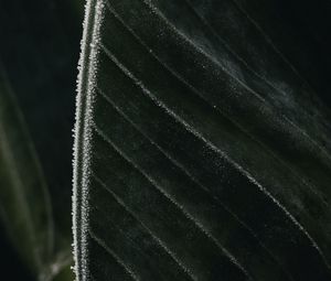 Preview wallpaper leaf, veins, frost, macro, green
