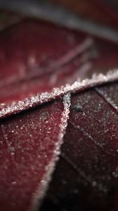 Preview wallpaper leaf, veins, frost