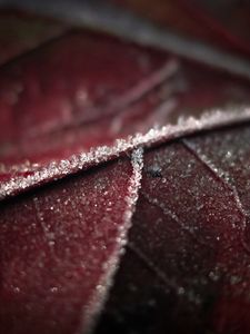 Preview wallpaper leaf, veins, frost