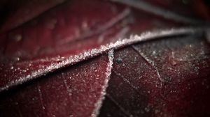 Preview wallpaper leaf, veins, frost