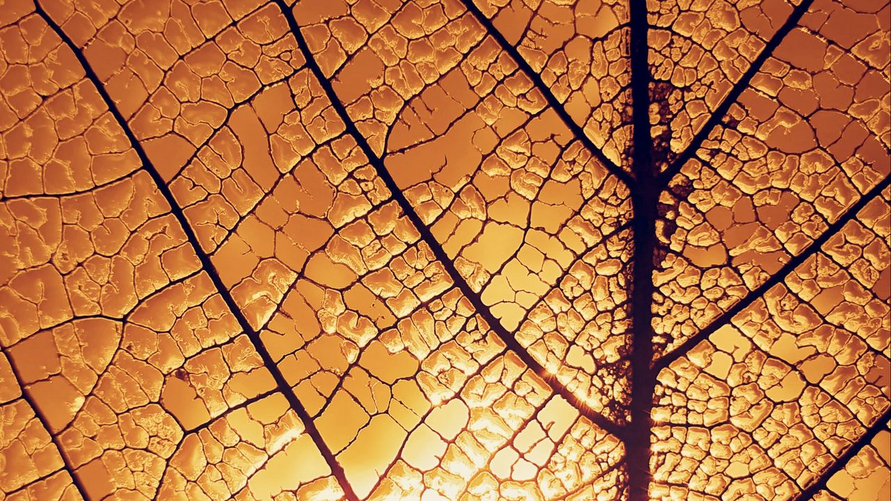 Wallpaper leaf, veins, glow, macro